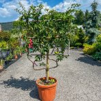 Jabloň domáca (Malus domestica) ´FUJI´ - zimná, výška 140-150 cm, obvod kmeňa 12/14 cm, kont. C45L - tvarovaná stena (dvojité ´U´)